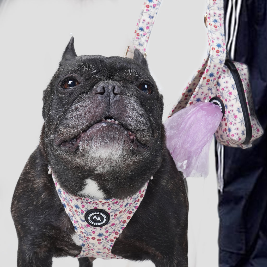 Dog wearing a daisy patterned harness with a leash and a poop bag on a plain background