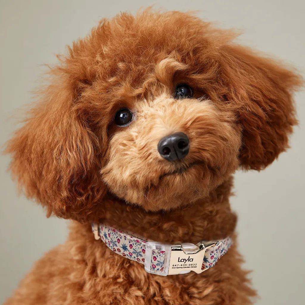 Dog wears 100% Cotton Personalized Dog Collar Engraved Gold Daisy