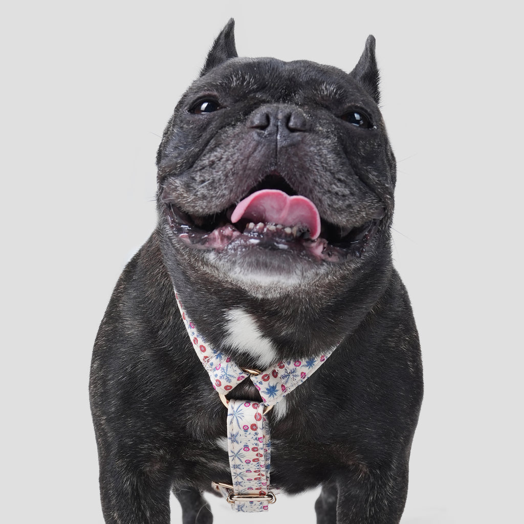 100% Cotton Adjustable No Pull Dog Harness Daisy dog wears the harness front