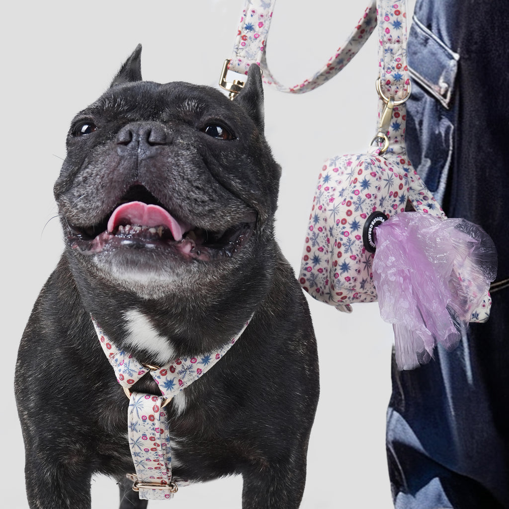 Dog wearing a daisy patterned harness with a leash and a poop bag on a plain background
