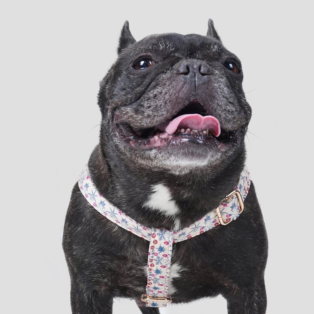 100% Cotton Adjustable Step-In Dog Harness Gold Daisy dog wears the harness front