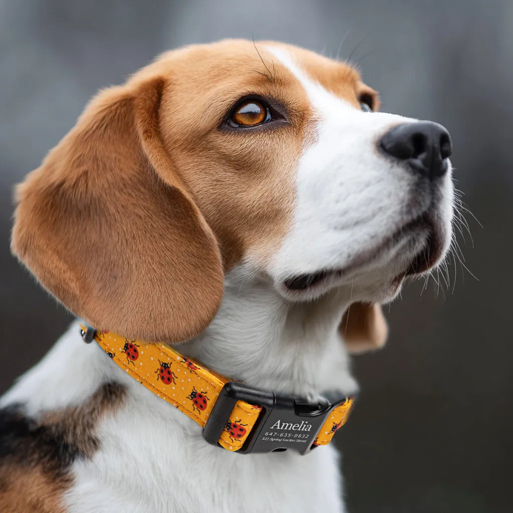 Dog wears 100% Cotton Personalized Dog Collar Engraved Black Ladybug