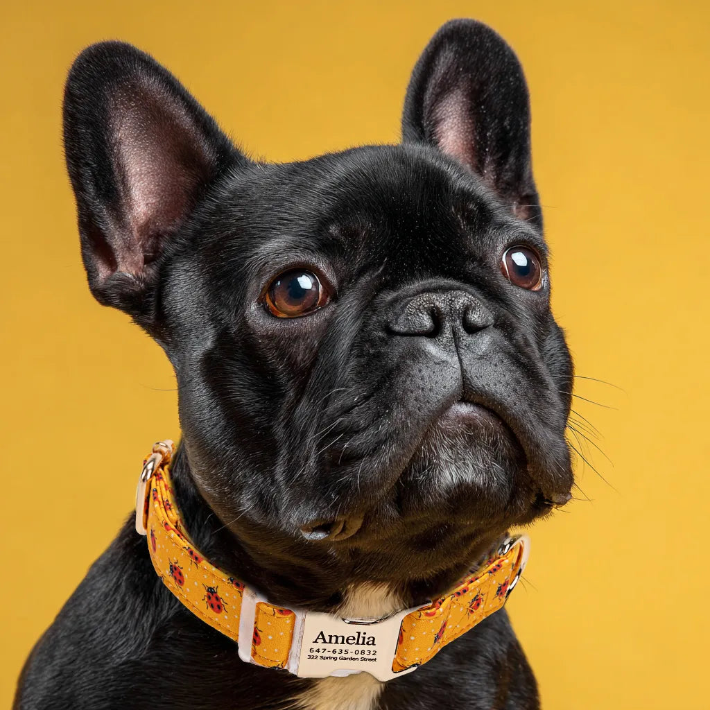 Dog wears 100% Cotton Personalized Dog Collar Engraved Gold Ladybug