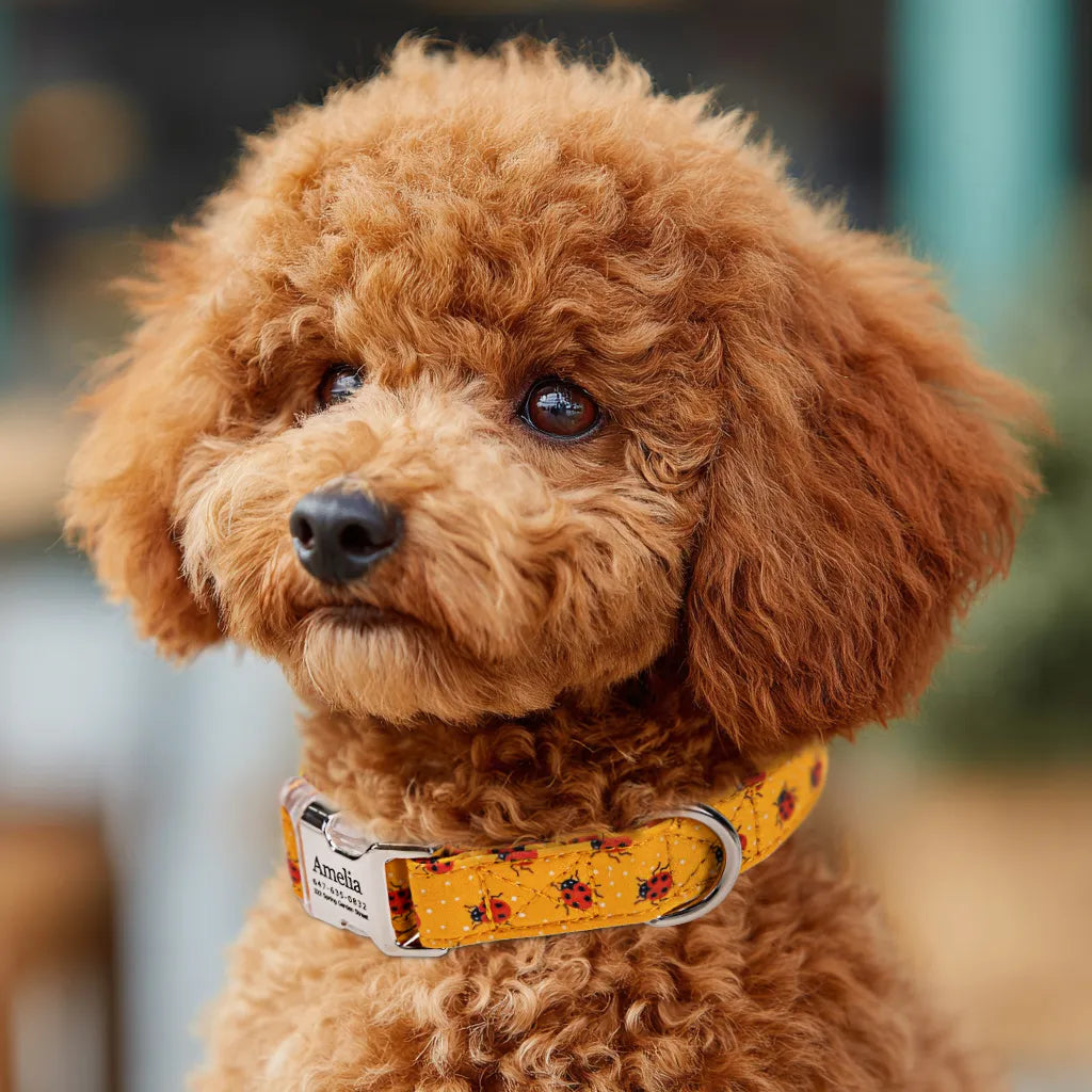 Dog wears 100% Cotton Personalized Dog Collar Engraved silver Ladybug