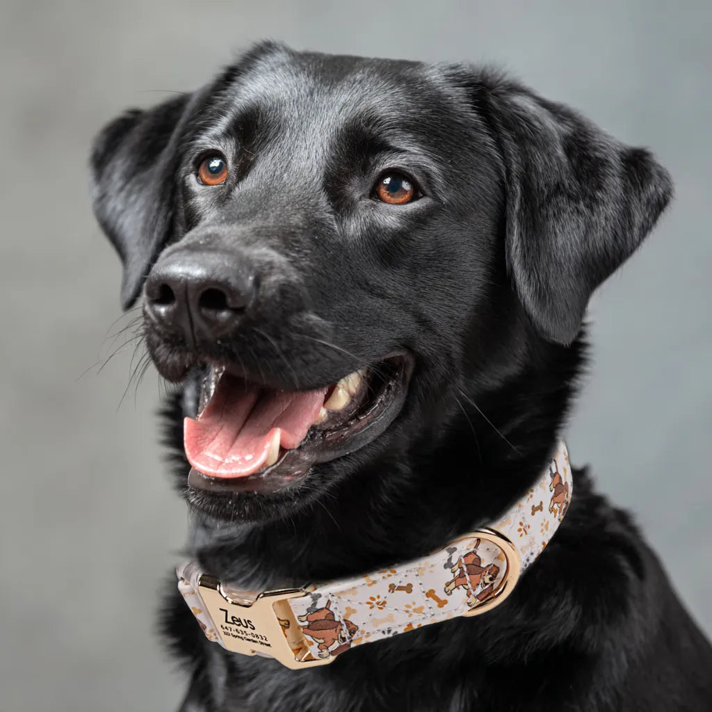 Dog wears 100% Cotton Personalized Dog Collar Engraved Gold Stars and Stripes 