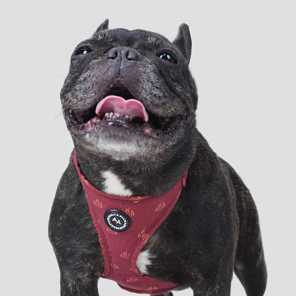 100% Cotton Adjustable No Pull Dog Harness Avatar Fire Nation dog wears the harness front