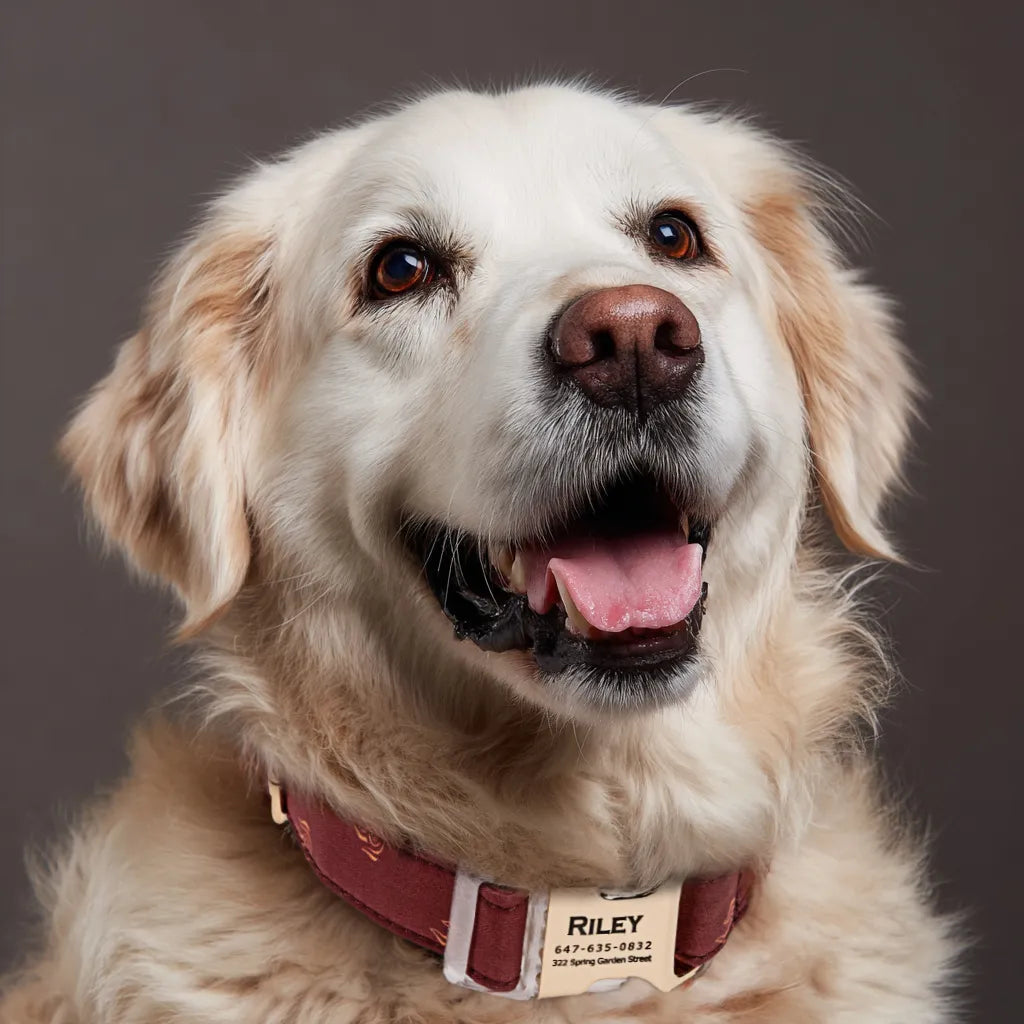 Dog wears 100% Cotton Personalized Dog Collar Engraved Gold Avatar Fire Nation