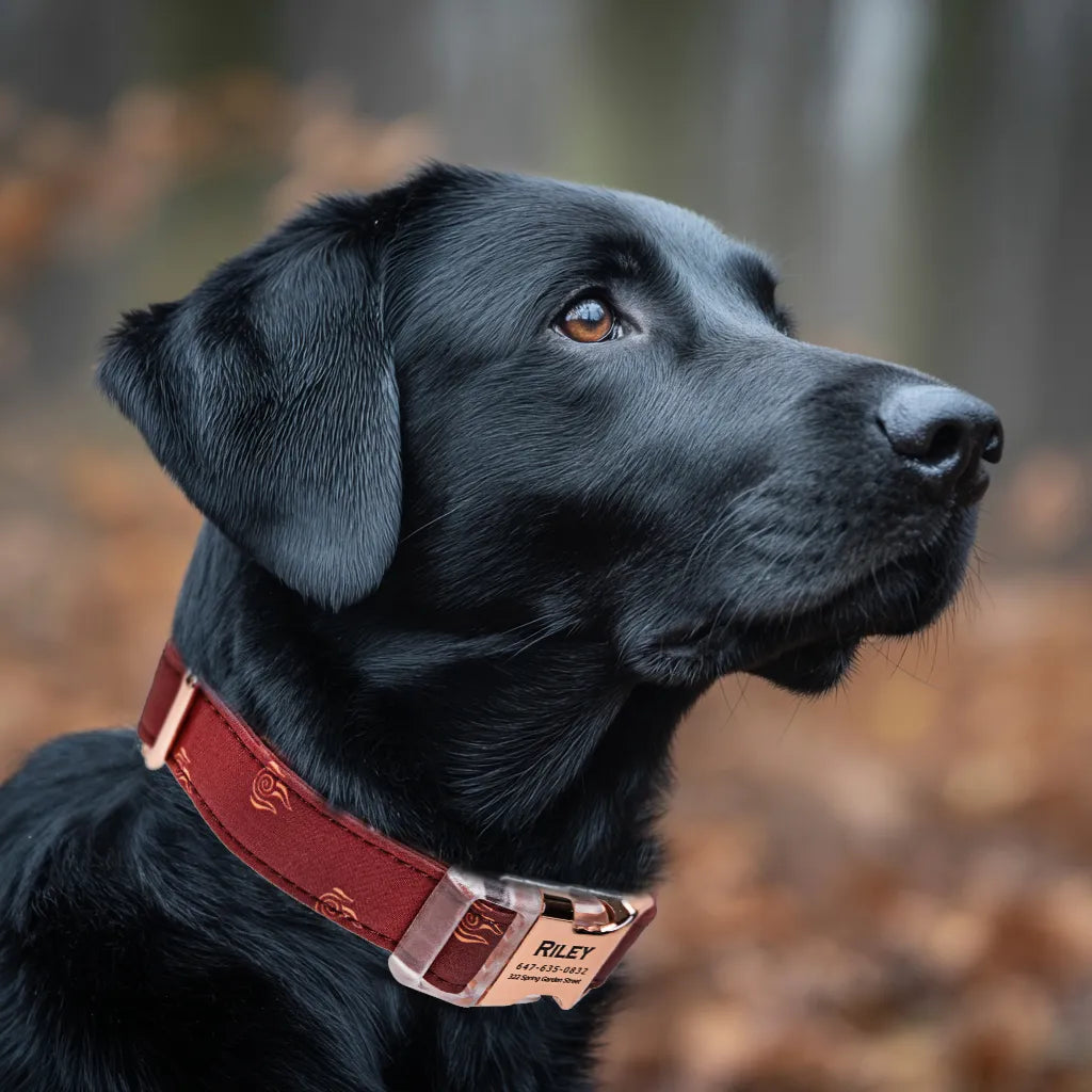 Dog wears 100% Cotton Personalized Dog Collar Engraved Rose Gold Avatar Fire Nation