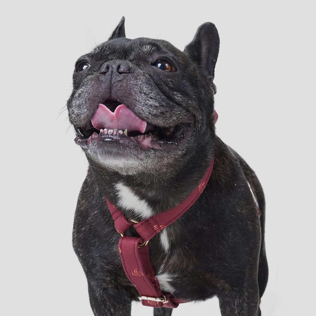 100% Cotton Adjustable No Pull Dog Harness Avatar Fire Nation dog wears the harness front