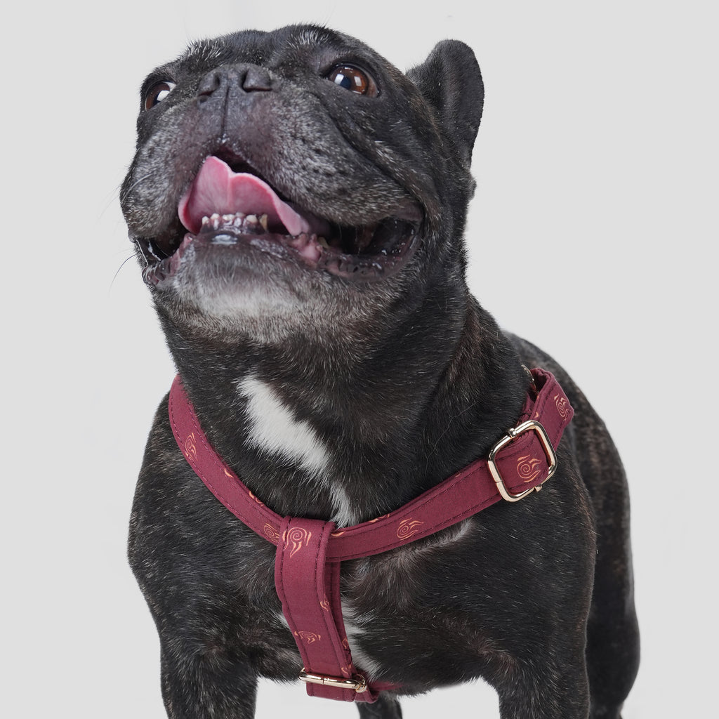 100% Cotton Adjustable Step-In Dog Harness Gold Avatar Fire Nation dog wears the harness front
