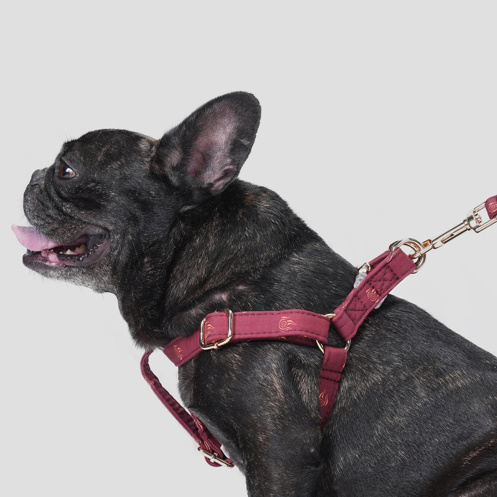 100% Cotton Adjustable Step-In Dog Harness Gold Avatar Fire Nation dog wears the harness side