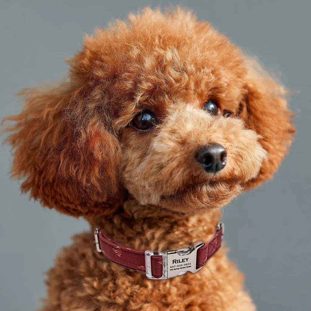 Dog wears 100% Cotton Personalized Dog Collar Engraved Silver Avatar Fire Nation