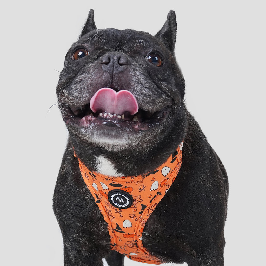 100% Cotton Adjustable No Pull Dog Harness Magic Halloween dog wears the harness front