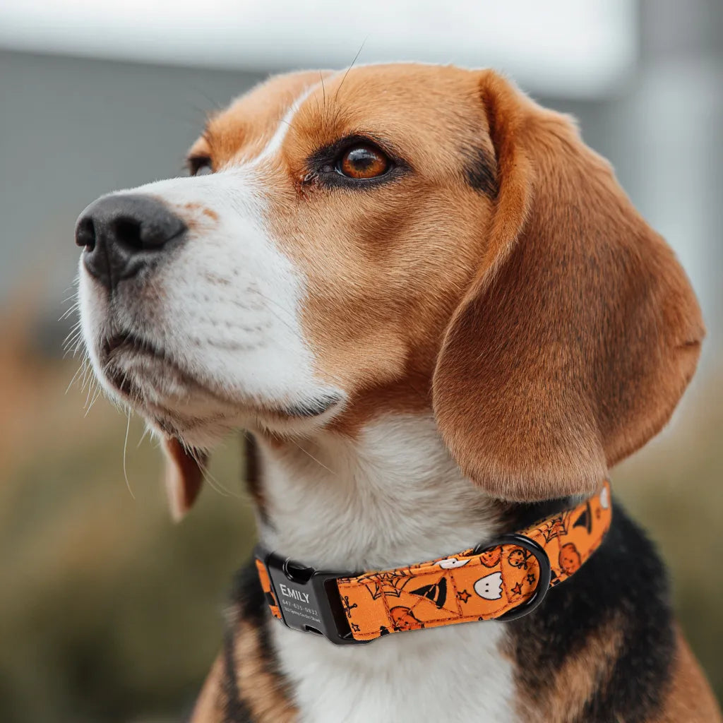 Dog wears 100% Cotton Personalized Dog Collar Engraved Black Magic Halloween