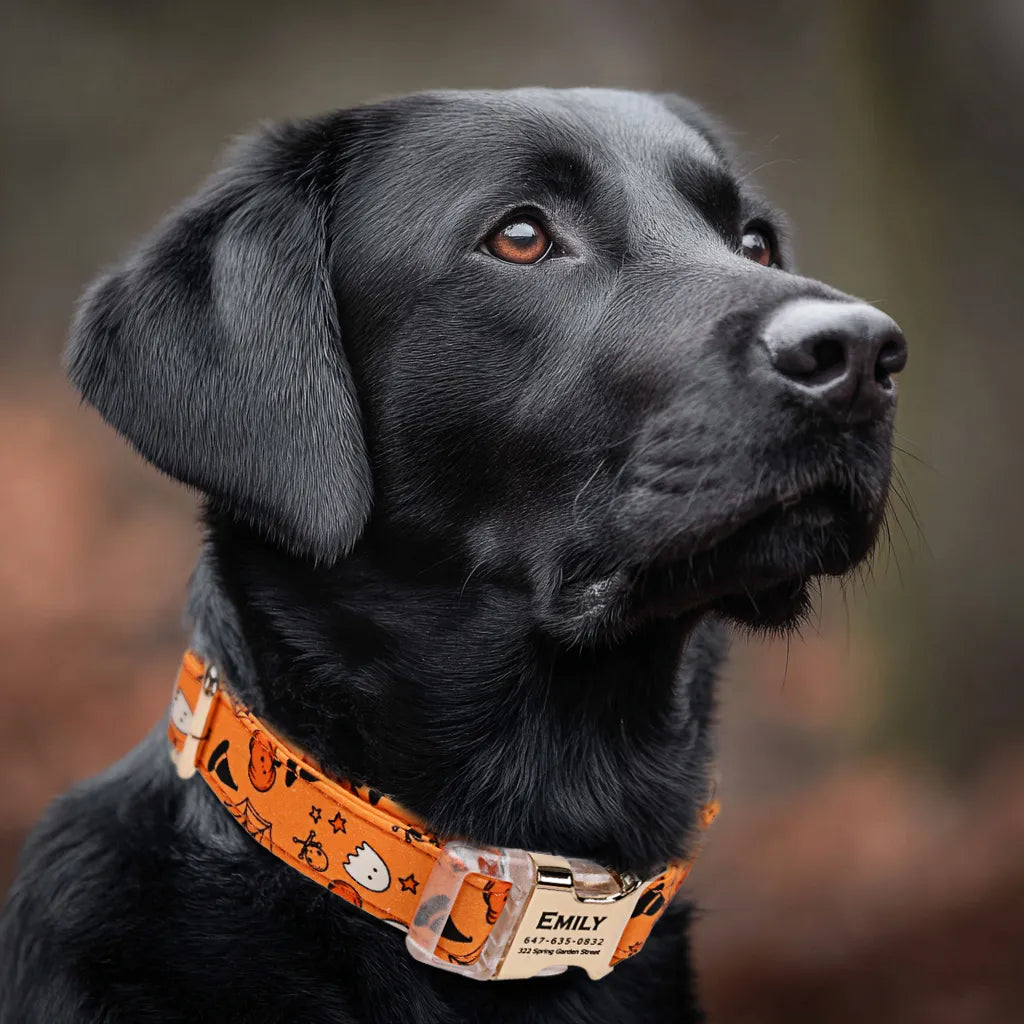 Dog wears 100% Cotton Personalized Dog Collar Engraved Gold Magic Halloween