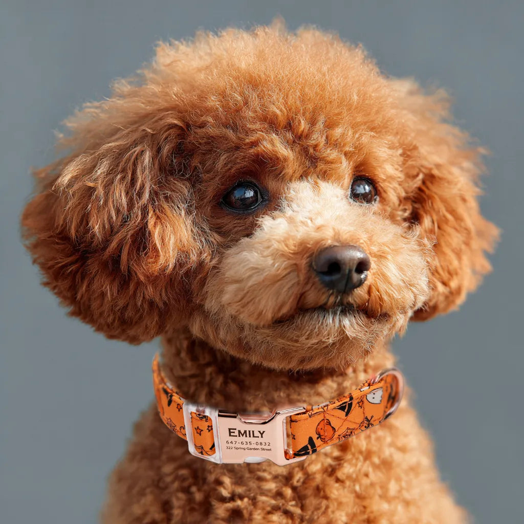 Dog wears 100% Cotton Personalized Dog Collar Engraved Rose Gold Magic Halloween