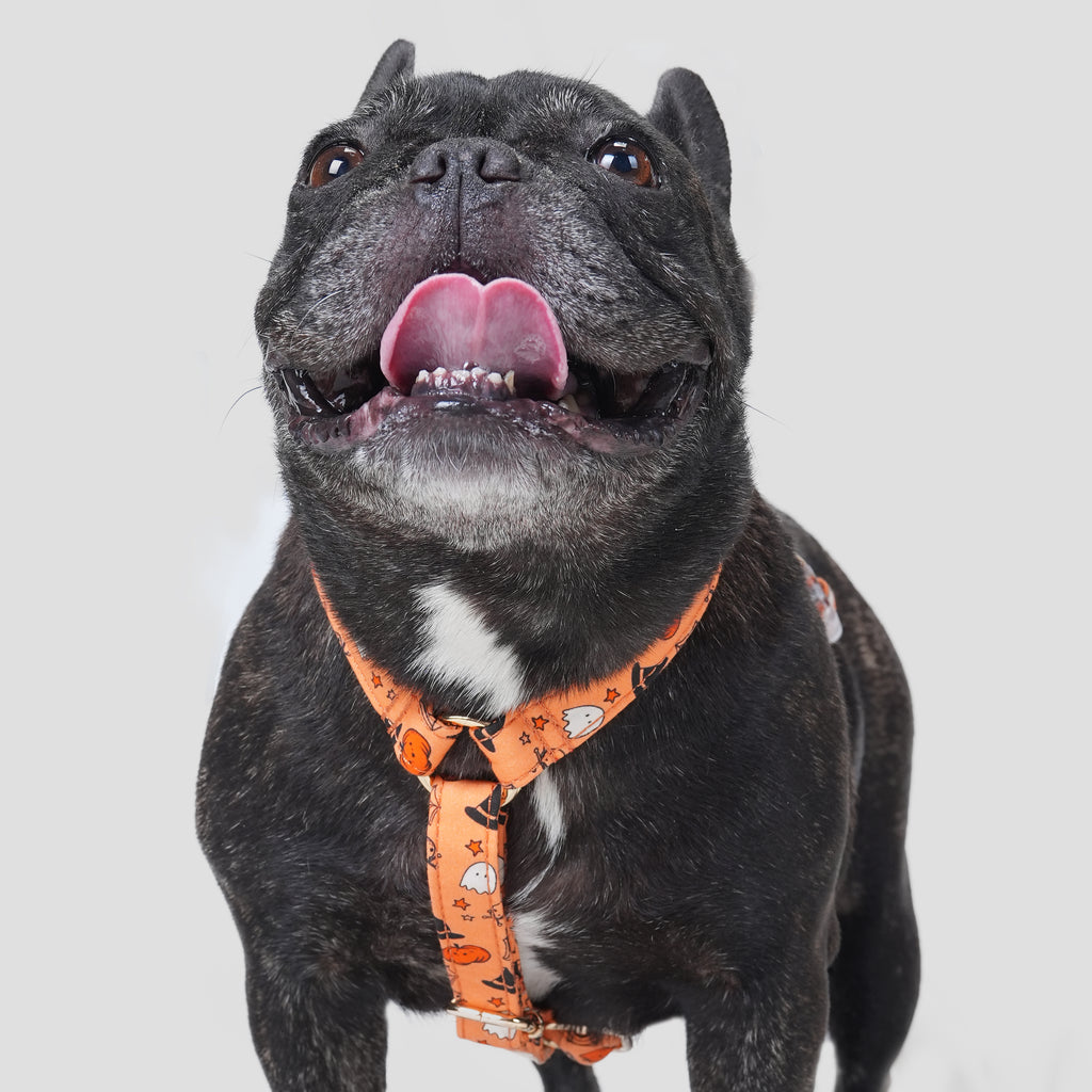 100% Cotton Adjustable No Pull Dog Harness Magic Halloween dog wears the harness front