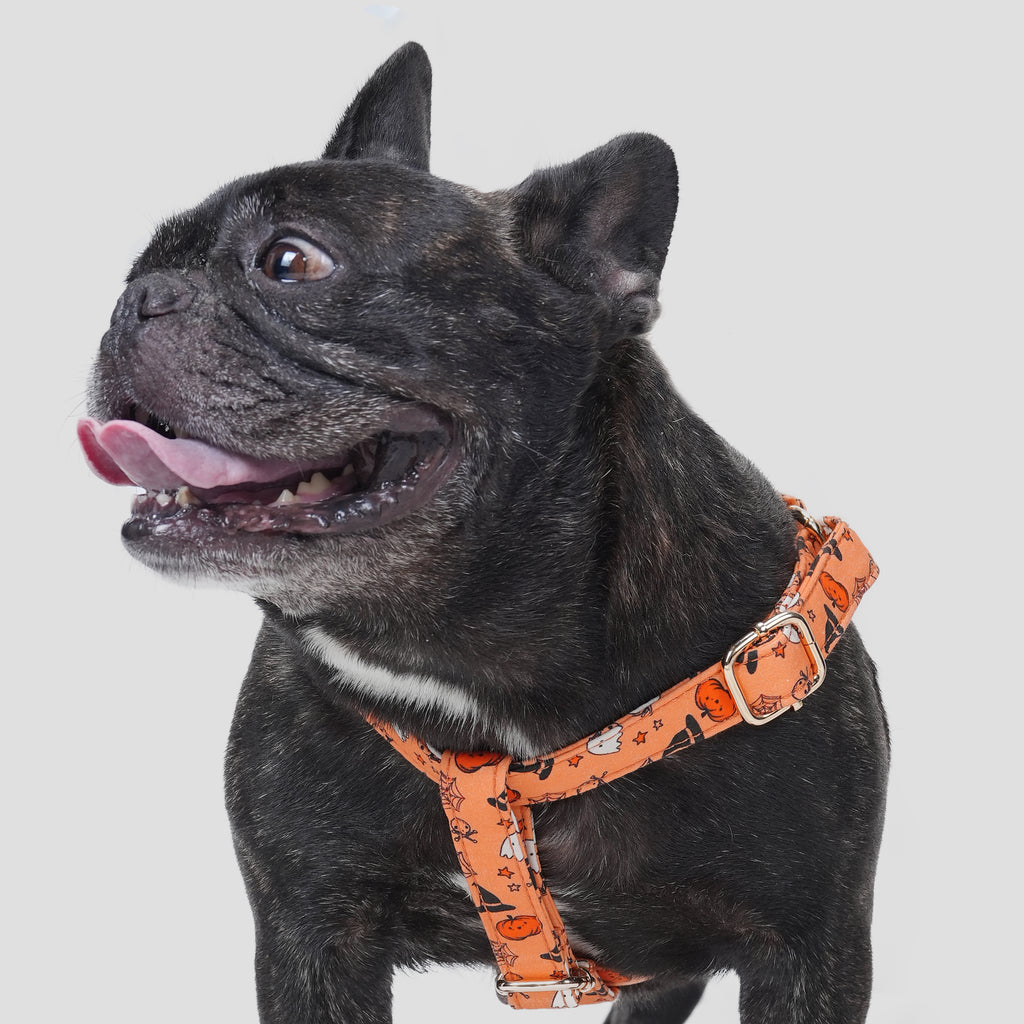 100% Cotton Adjustable Step-In Dog Harness Gold Magic Halloween dog wears the harness front