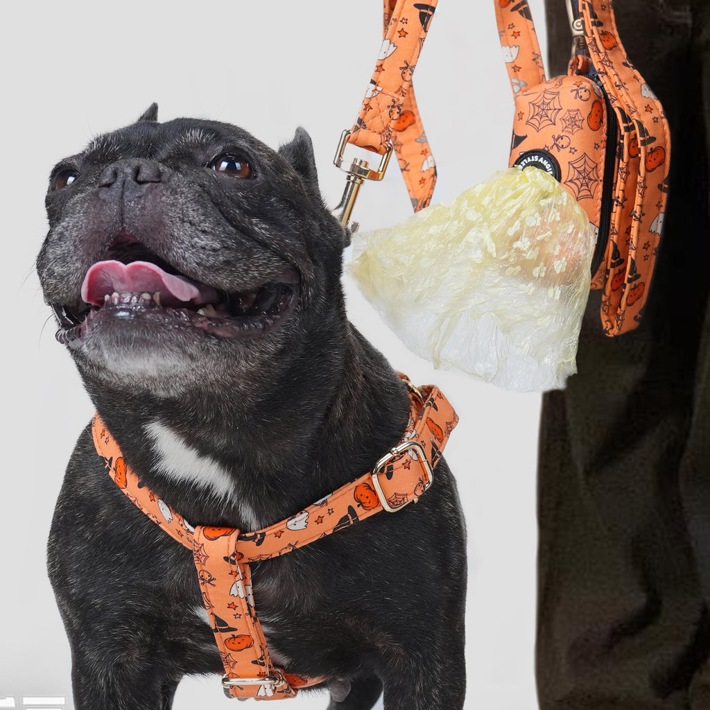 Black dog wearing a Magic Halloween-themed harness with a poop bag attached, on a light gray background
