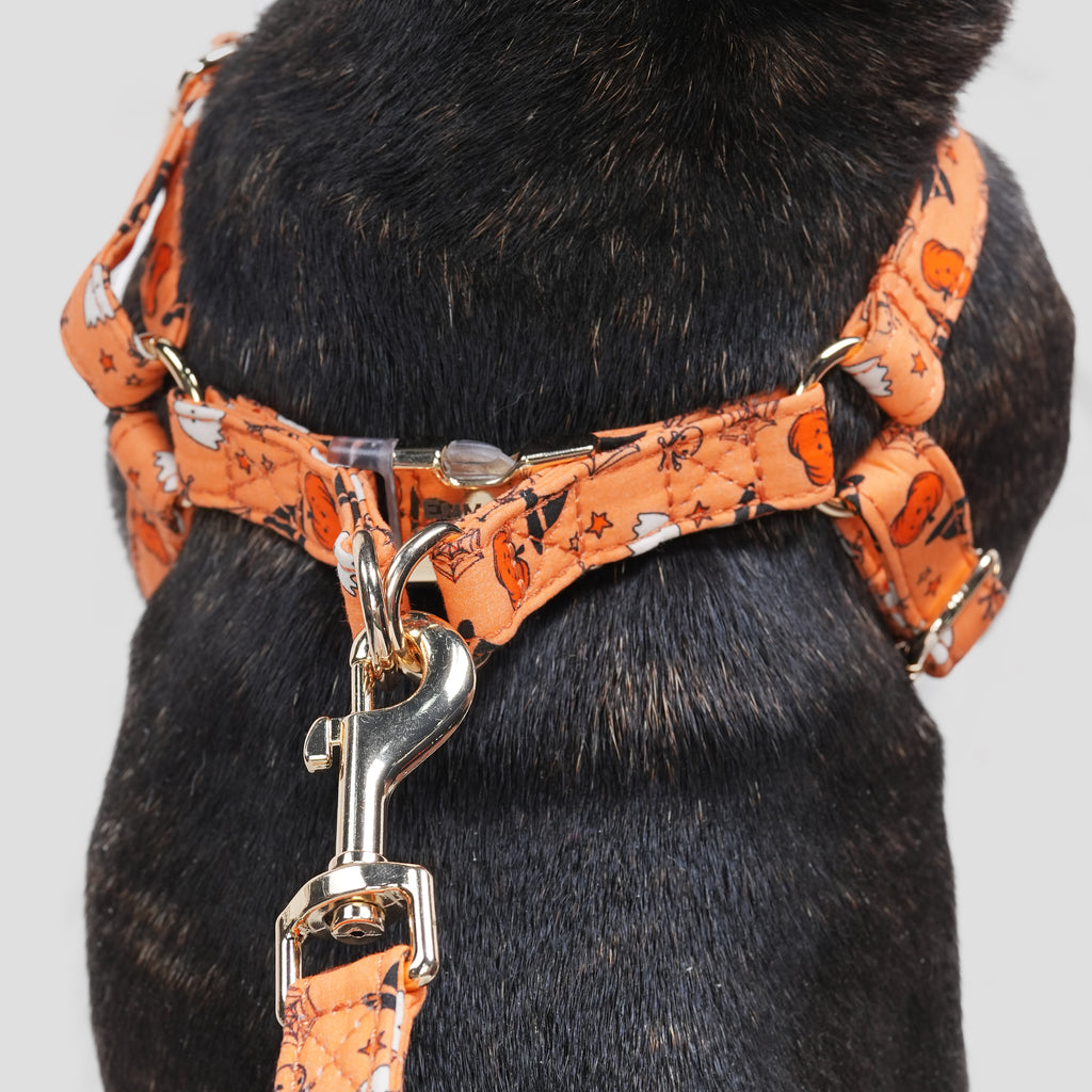 100% Cotton Adjustable Step-In Dog Harness Gold Magic Halloween dog wears the harness back
