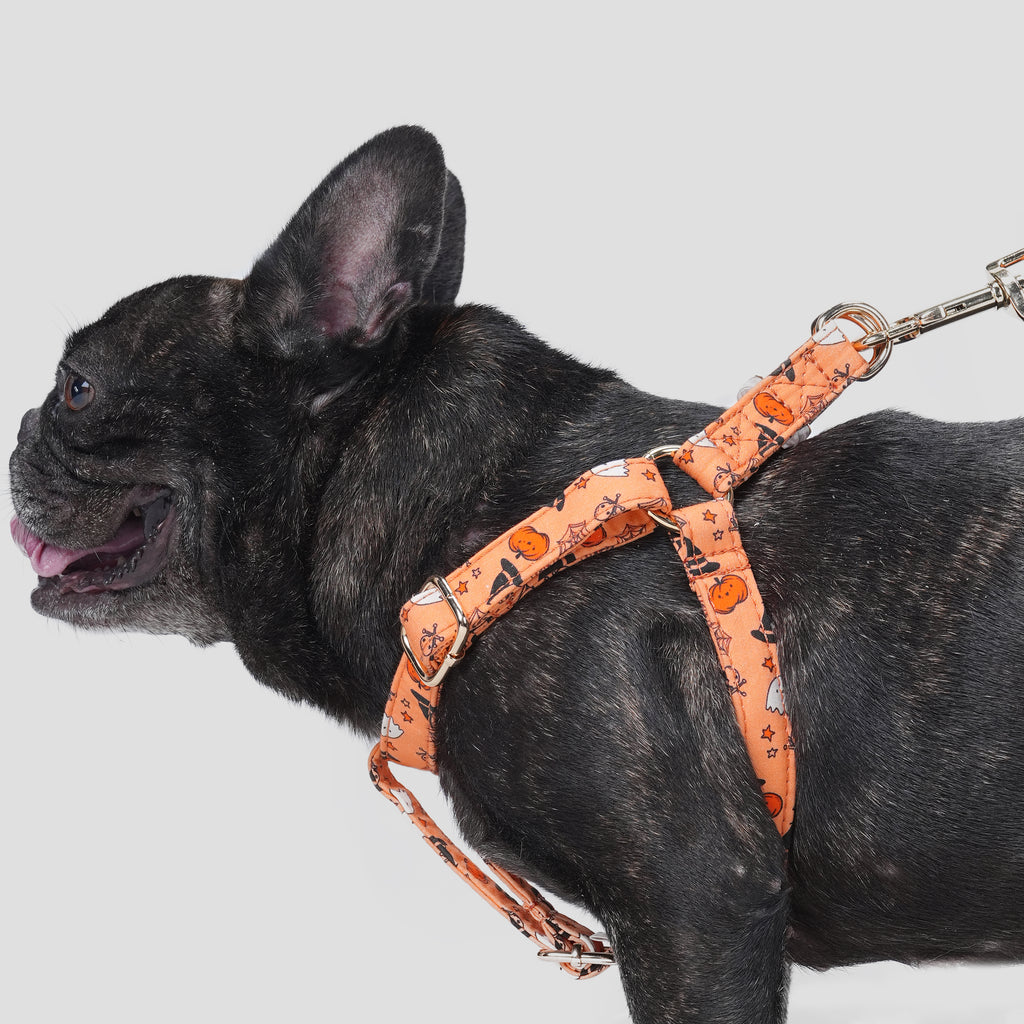 100% Cotton Adjustable Step-In Dog Harness Gold Magic Halloween dog wears the harness side