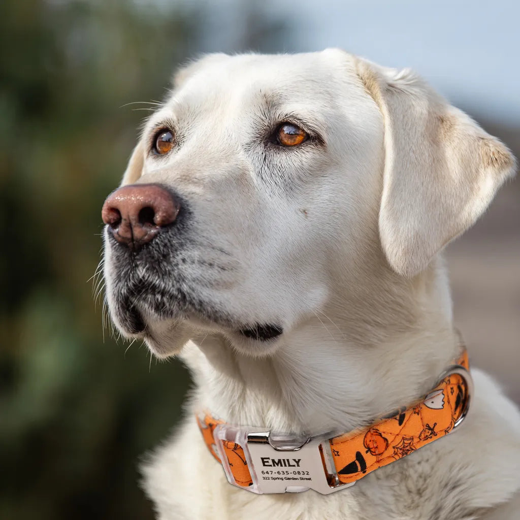 Dog wears 100% Cotton Personalized Dog Collar Engraved Silver Magic Halloween