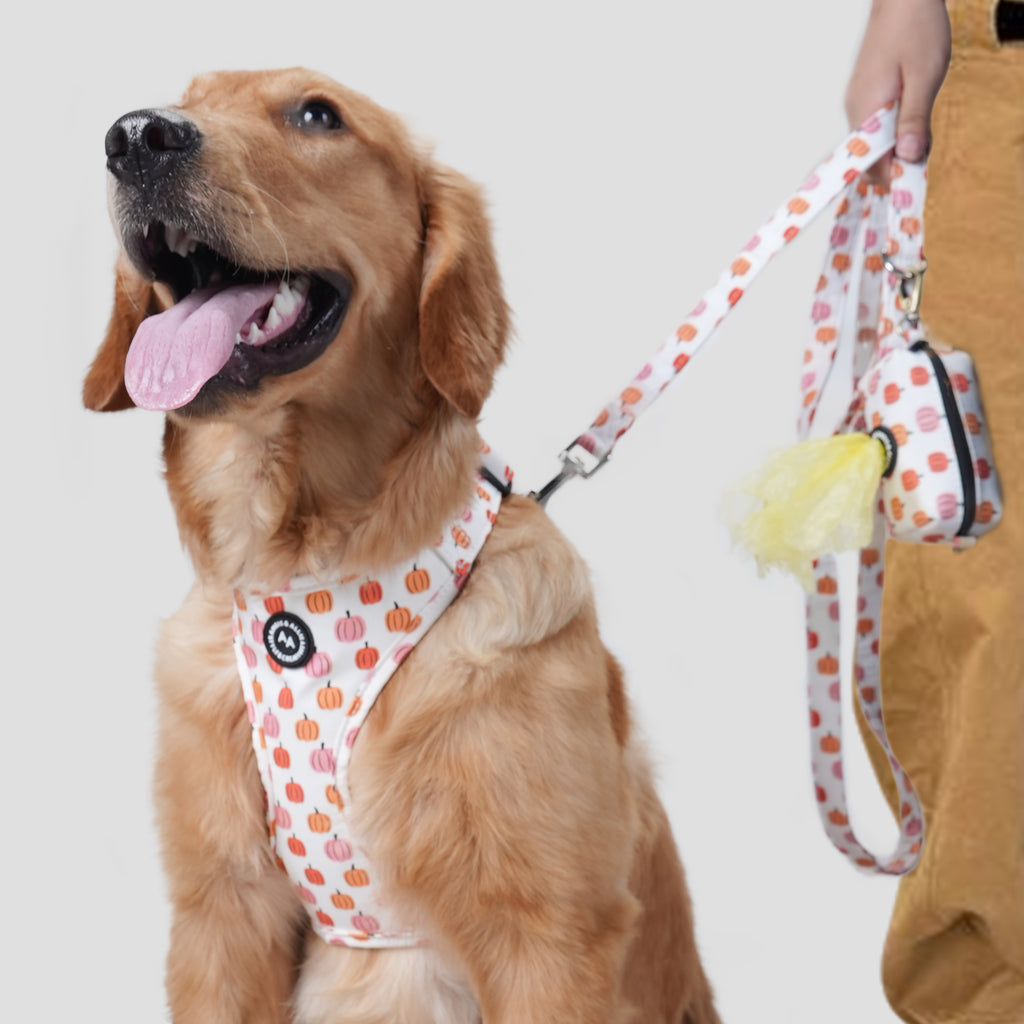 100% Cotton Adjustable No Pull Dog Harness Silver Love Halloween dog wears the harness front