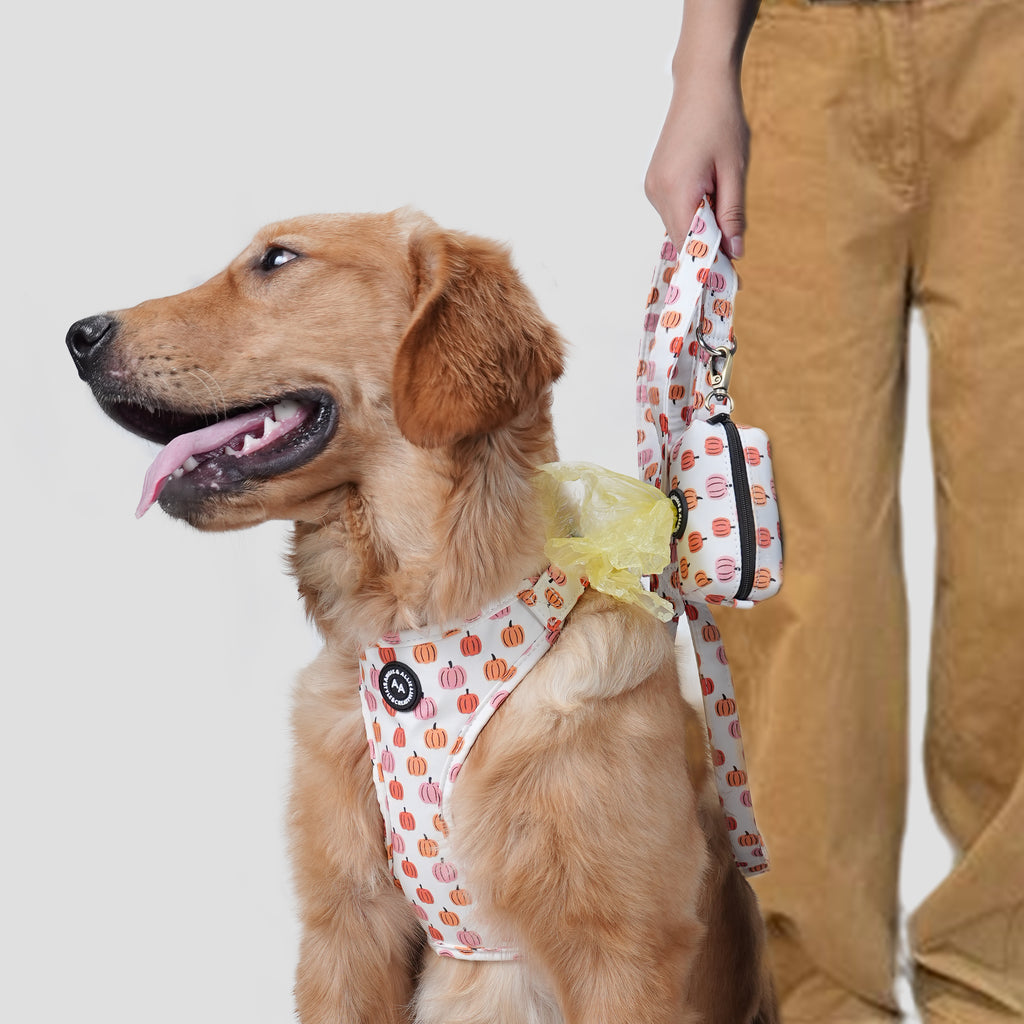 Dog wears the Love Halloween patterned no-pull harness with a leash near a person against a plain background