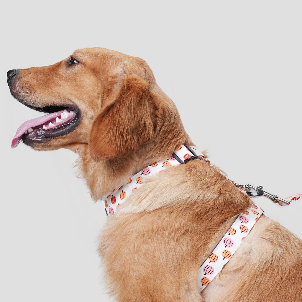 100% Cotton Adjustable No Pull Dog Harness Silver Love Halloween dog wears the harness side