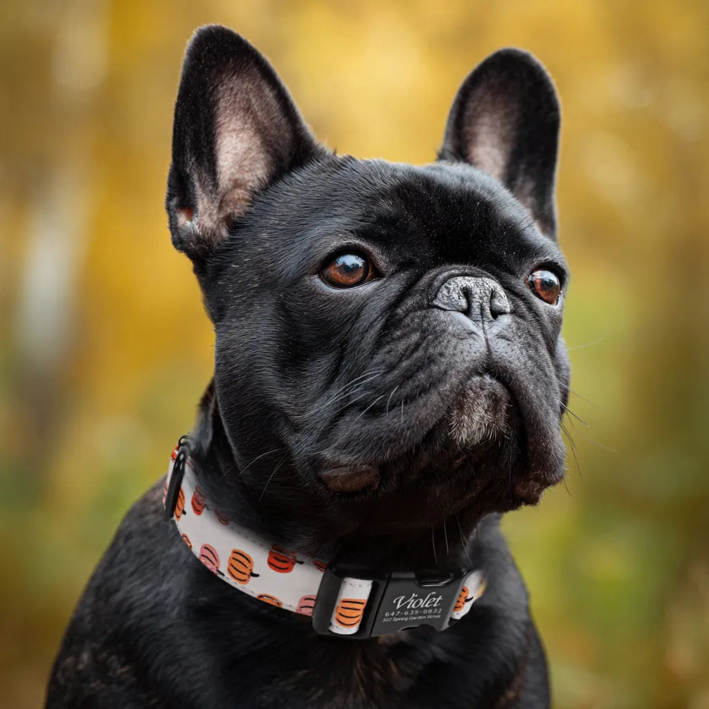 Dog wears 100% Cotton Personalized Dog Collar Engraved Black Love Halloween