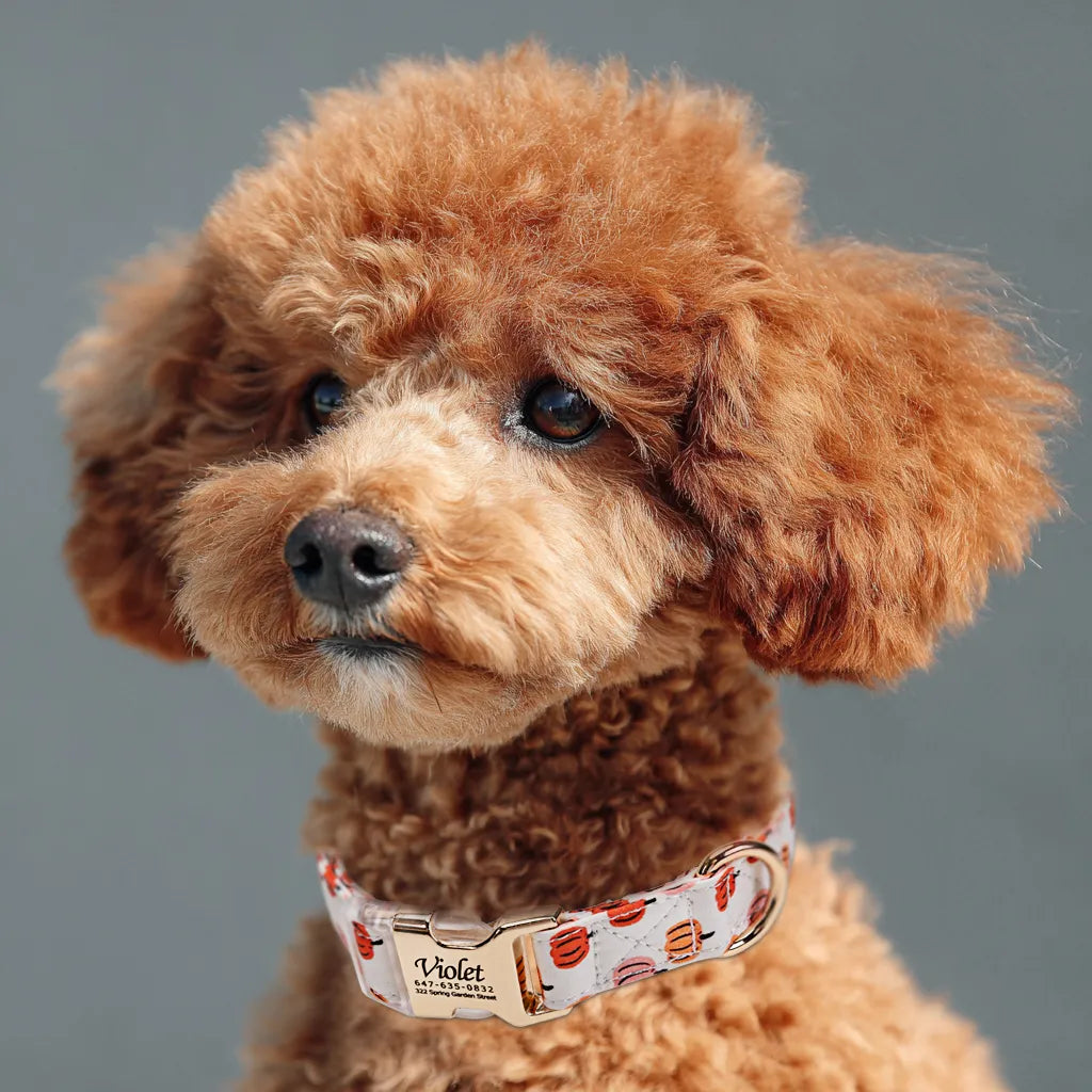Dog wears 100% Cotton Personalized Dog Collar Engraved Gold Love Halloween