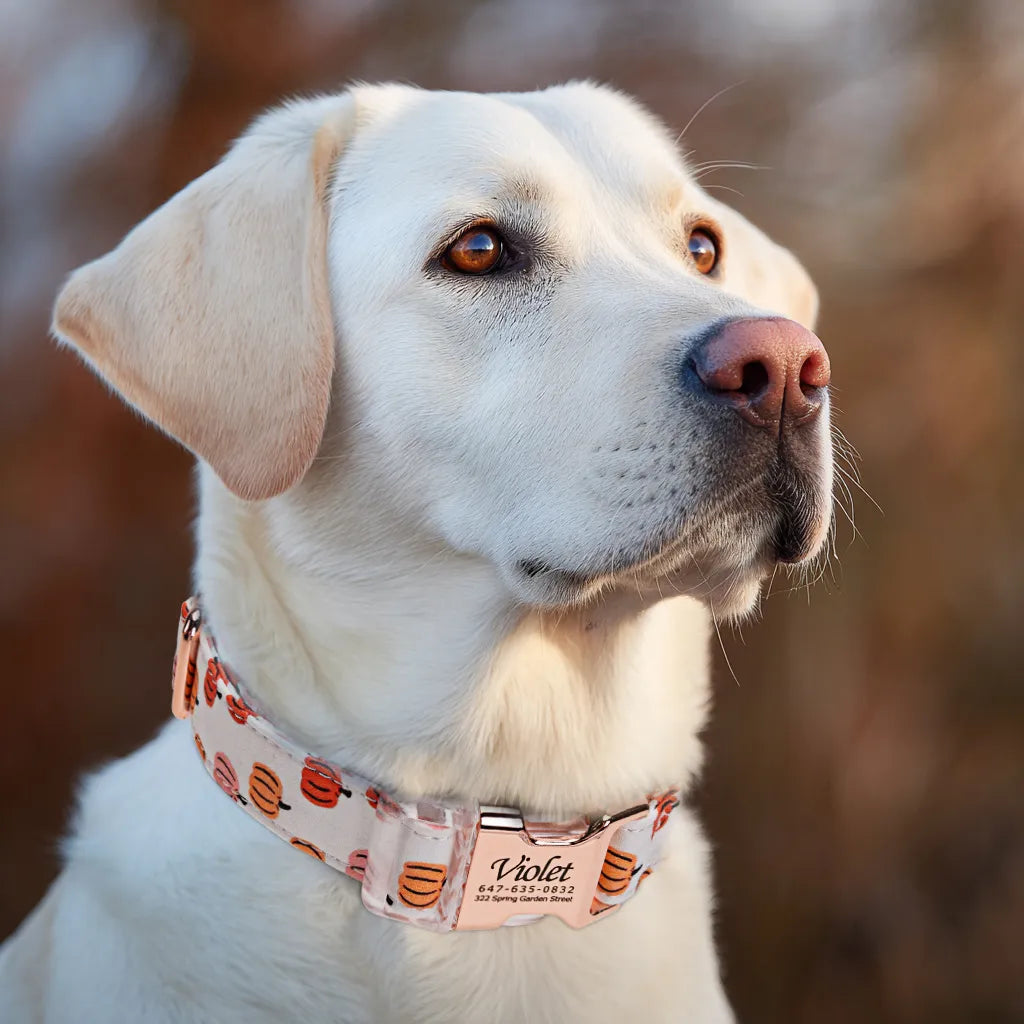 Dog wears 100% Cotton Personalized Dog Collar Engraved Rose Gold Love Halloween