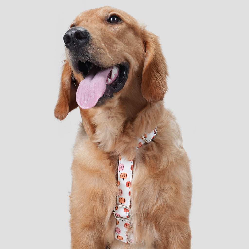 100% Cotton Adjustable No Pull Dog Harness Love Halloween dog wears the harness front