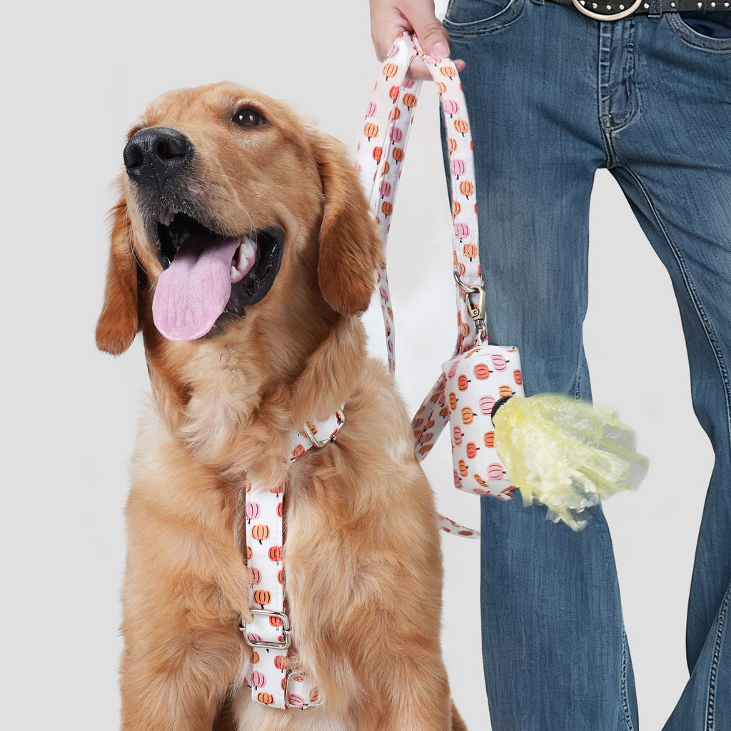 Dog wears the Love Halloween patterned no-pull harness with a leash near a person against a plain background