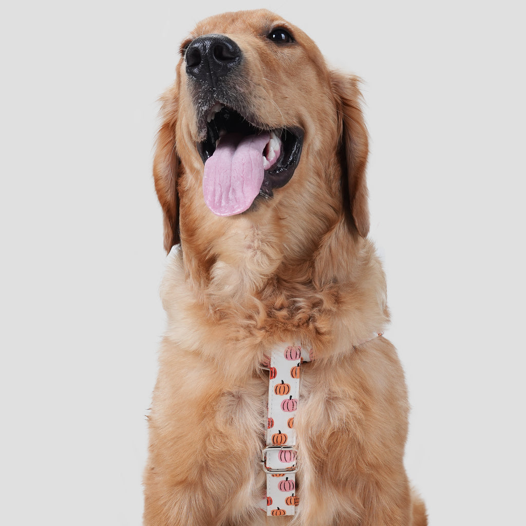 100% Cotton Adjustable Step-In Dog Harness Love Halloween dog wears the harness front