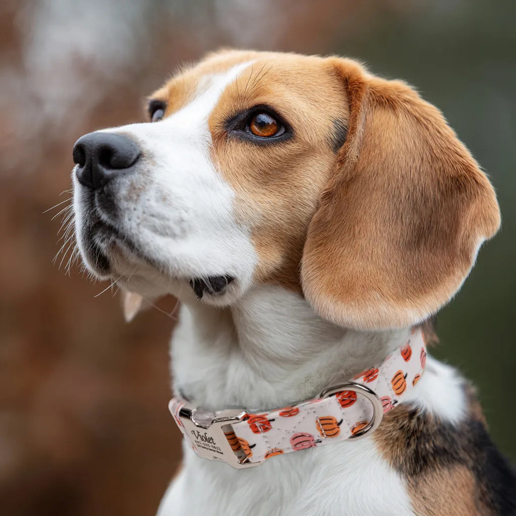 Dog wears 100% Cotton Personalized Dog Collar Engraved Silver Love Halloween