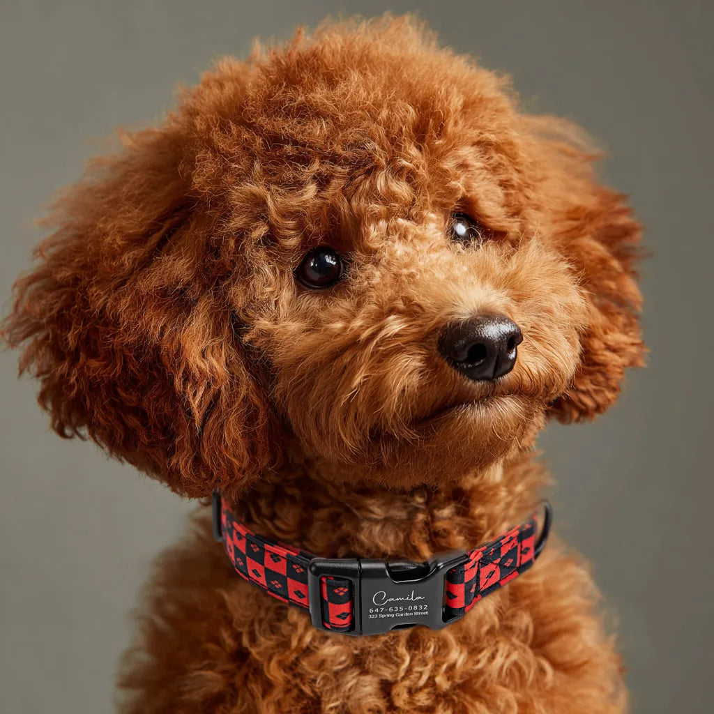 Dog wears 100% Cotton Personalized Dog Collar Engraved Black Harley Quinn