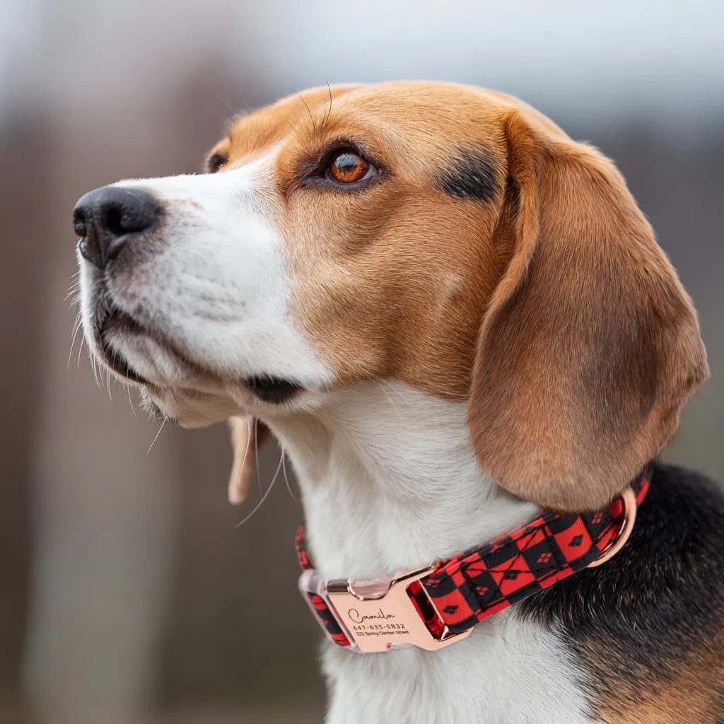 Dog wears 100% Cotton Personalized Dog Collar Engraved Rose Gold Harley Quinn