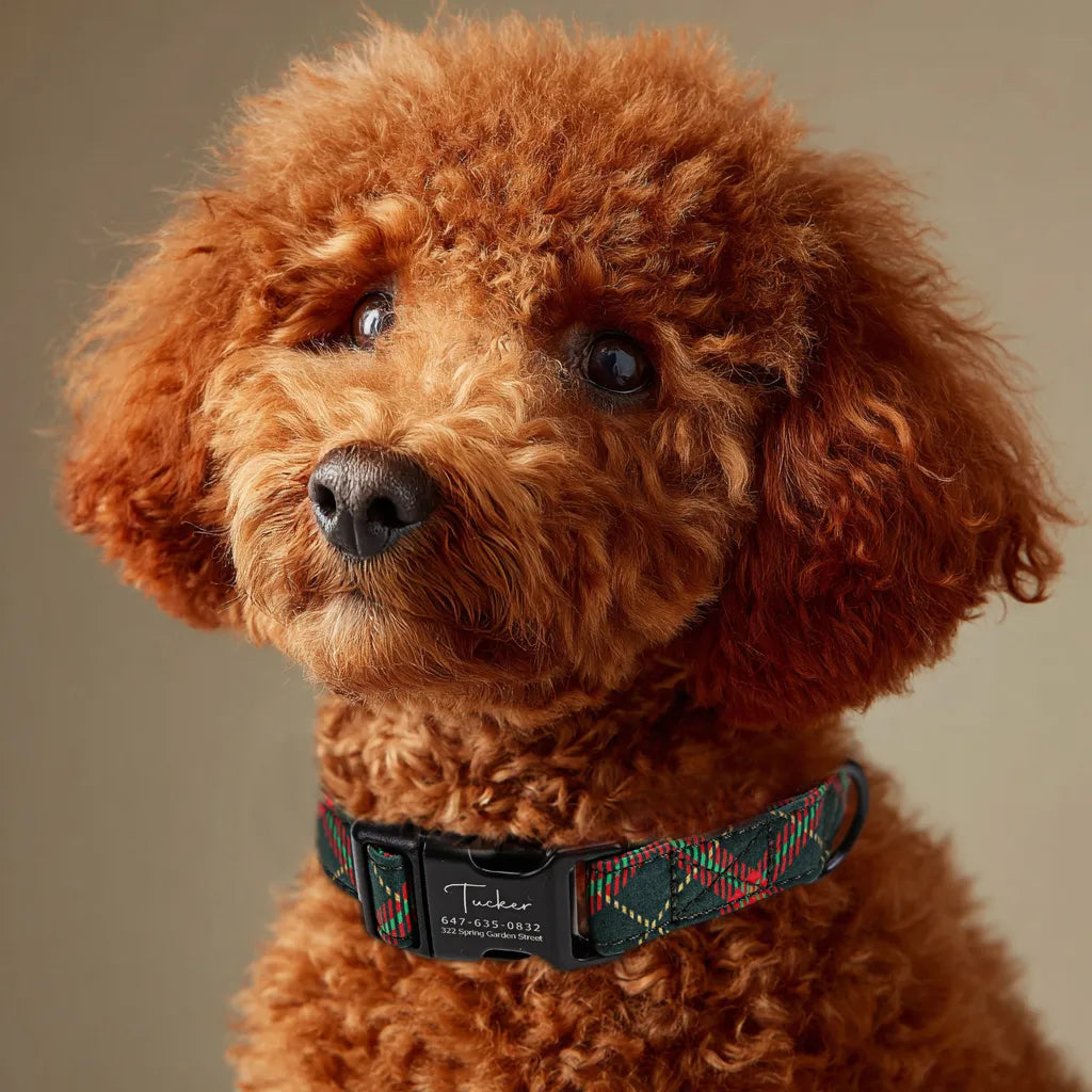 Dpg wears 100% Cotton Personalized Dog Collar Plaid black