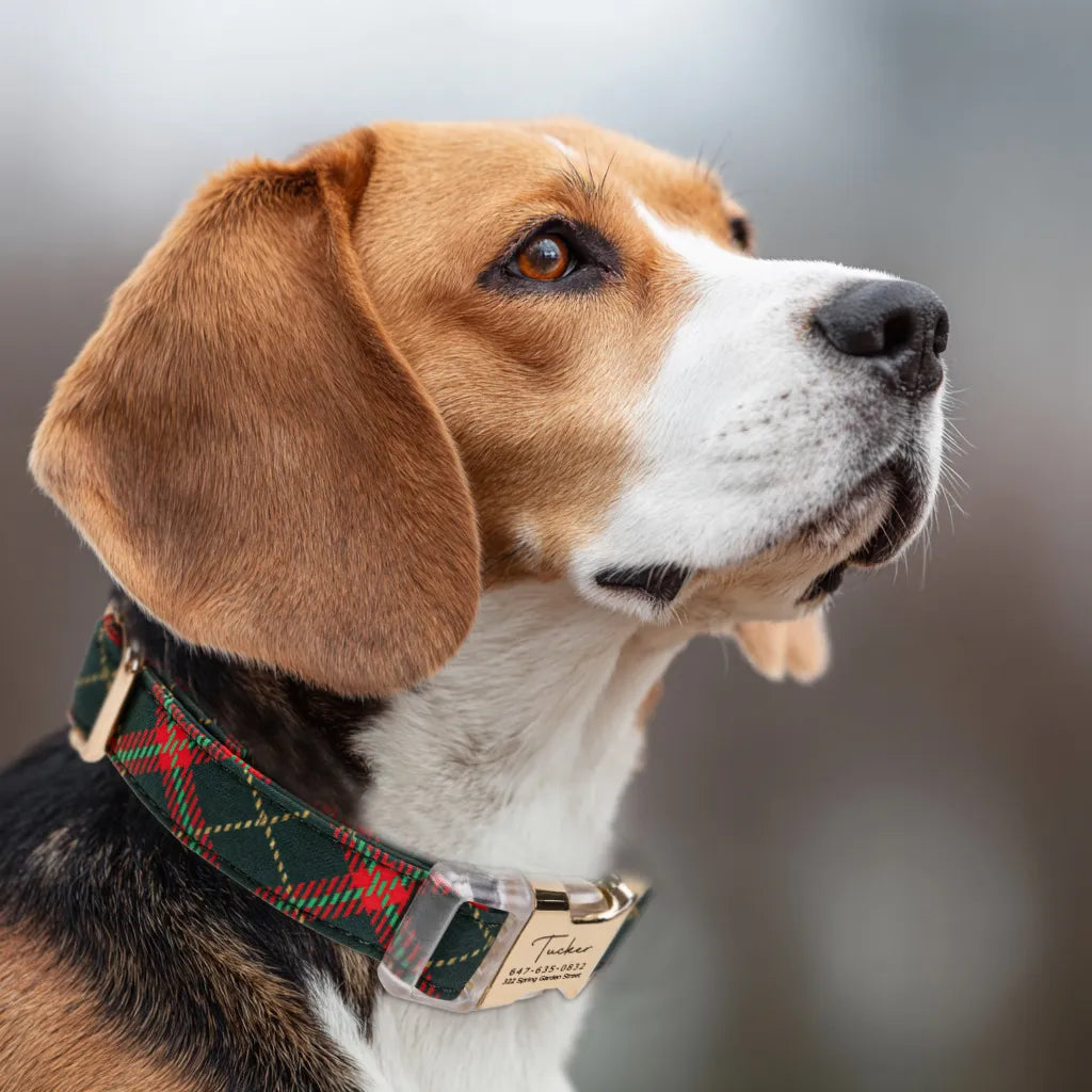 Dpg wears 100% Cotton Personalized Dog Collar Plaid gold