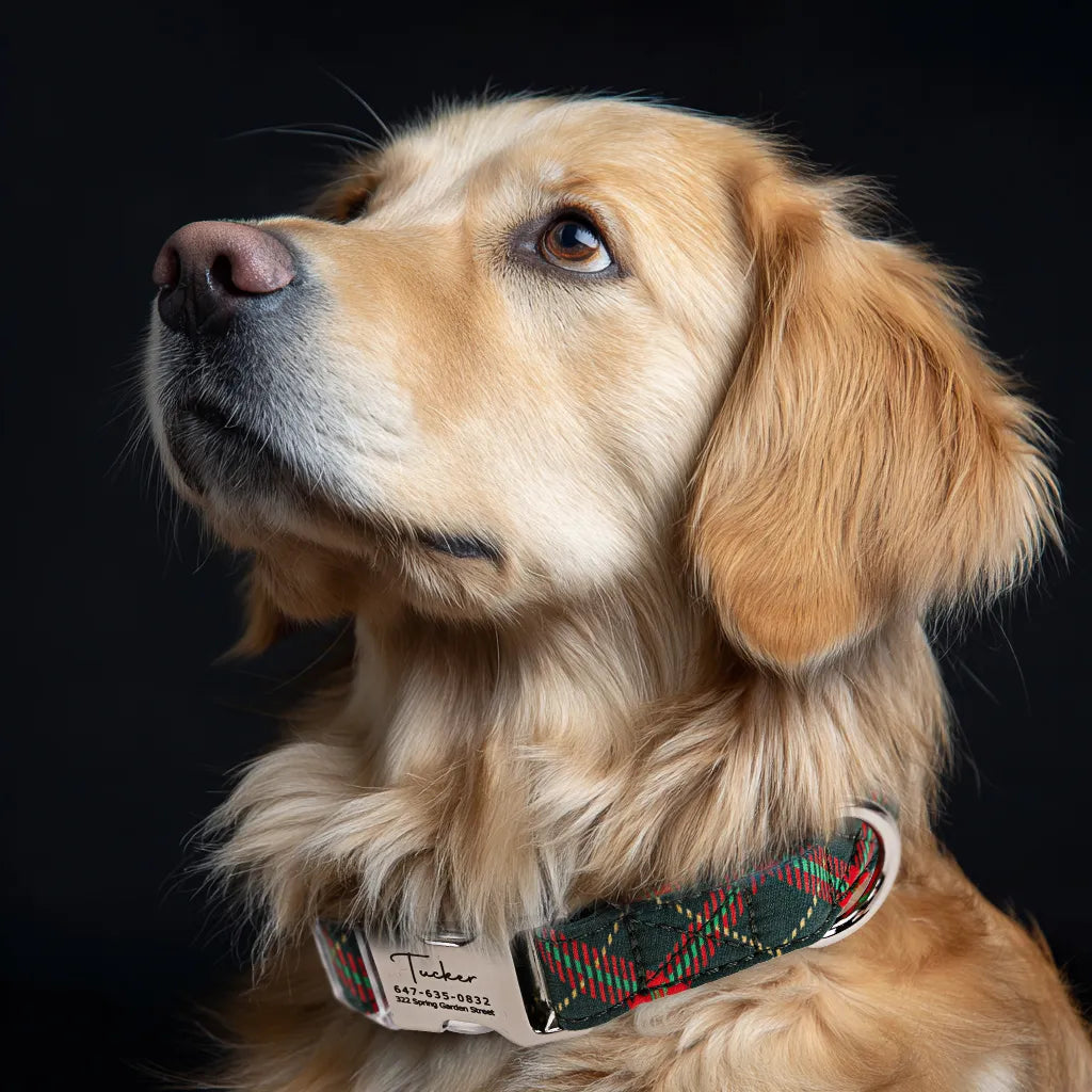 Dpg wears 100% Cotton Personalized Dog Collar Plaid