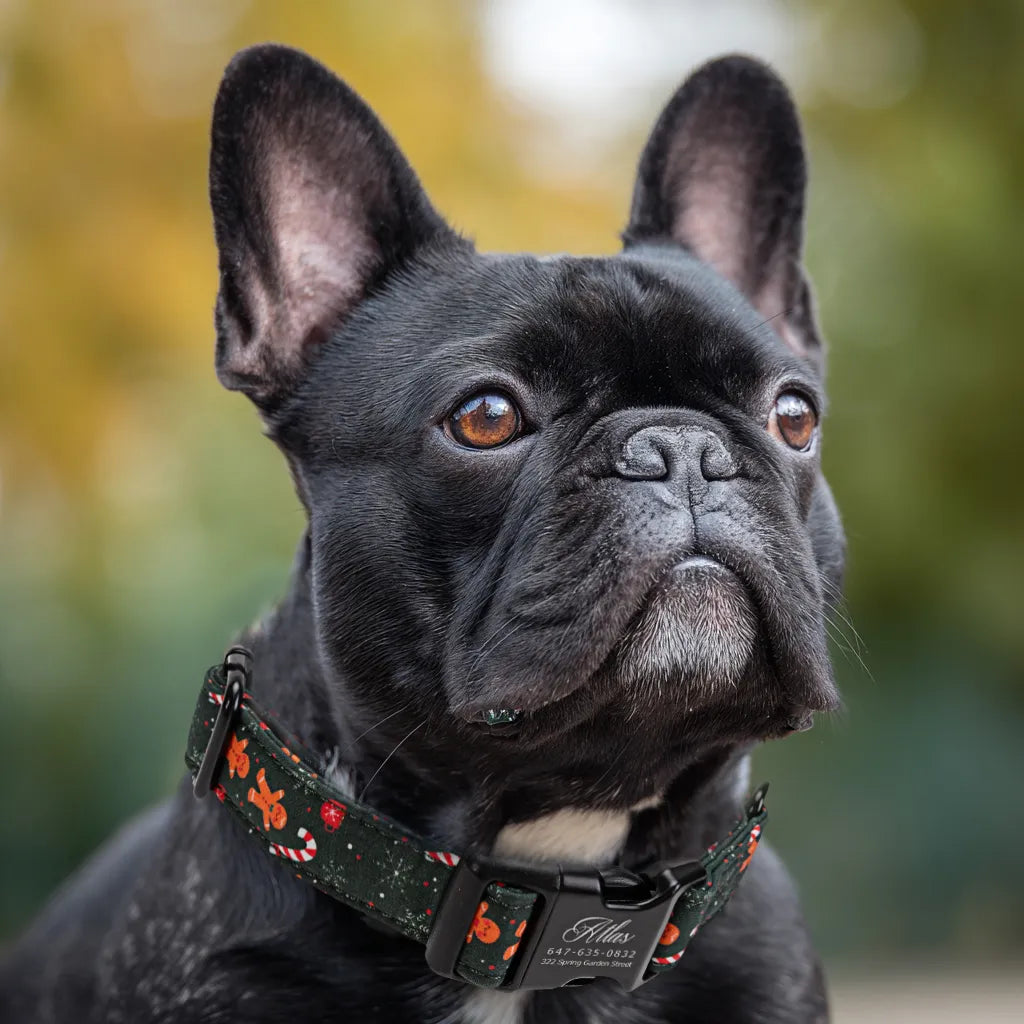 Dog wears 100% Cotton Personalized Dog Collar Wishes Bear black