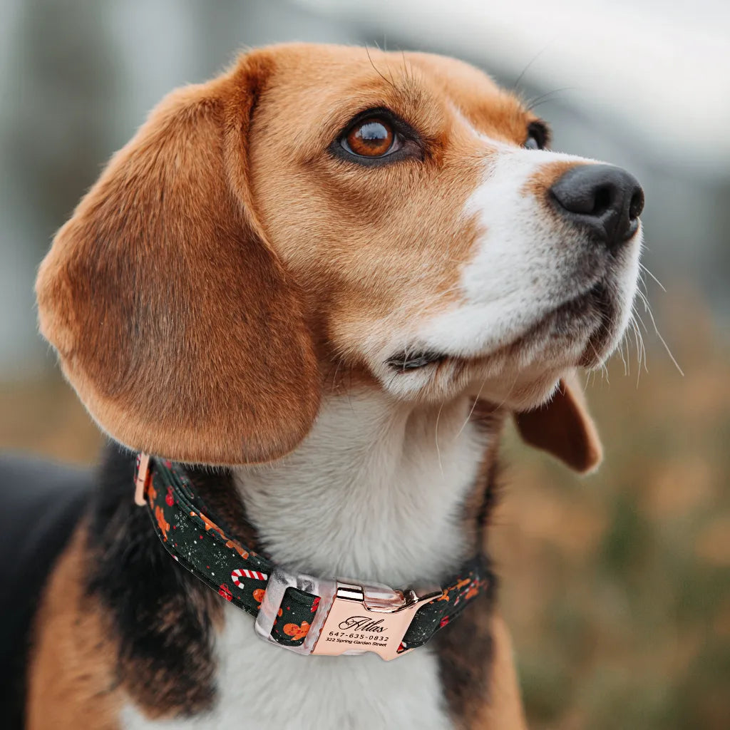 Dog wears 100% Cotton Personalized Dog Collar Wishes Bear rose gold