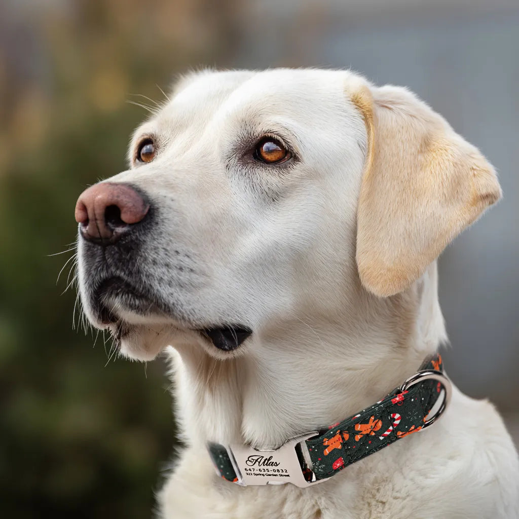 Dog wears 100% Cotton Personalized Dog Collar Wishes Bear main
