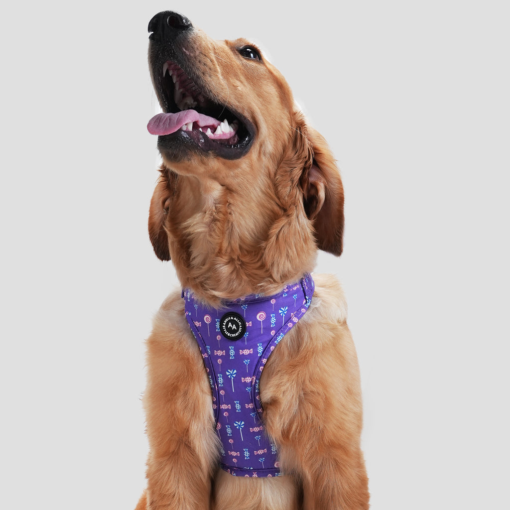 Adjustable No Pull Purple Dog Harness With Silver Lollipop dog wears the harness front