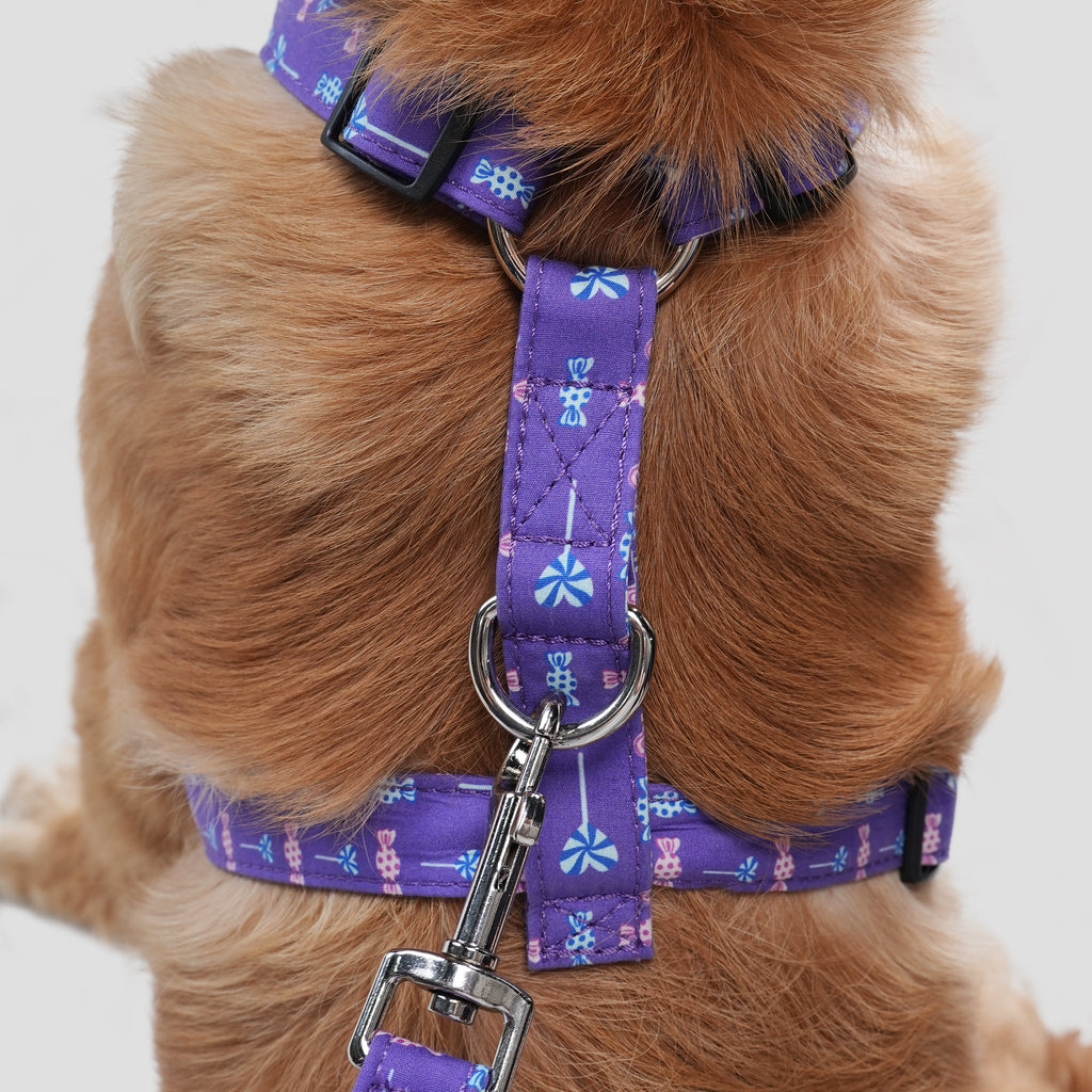 Adjustable No Pull Purple Dog Harness With Silver Lollipop dog wears the harness back