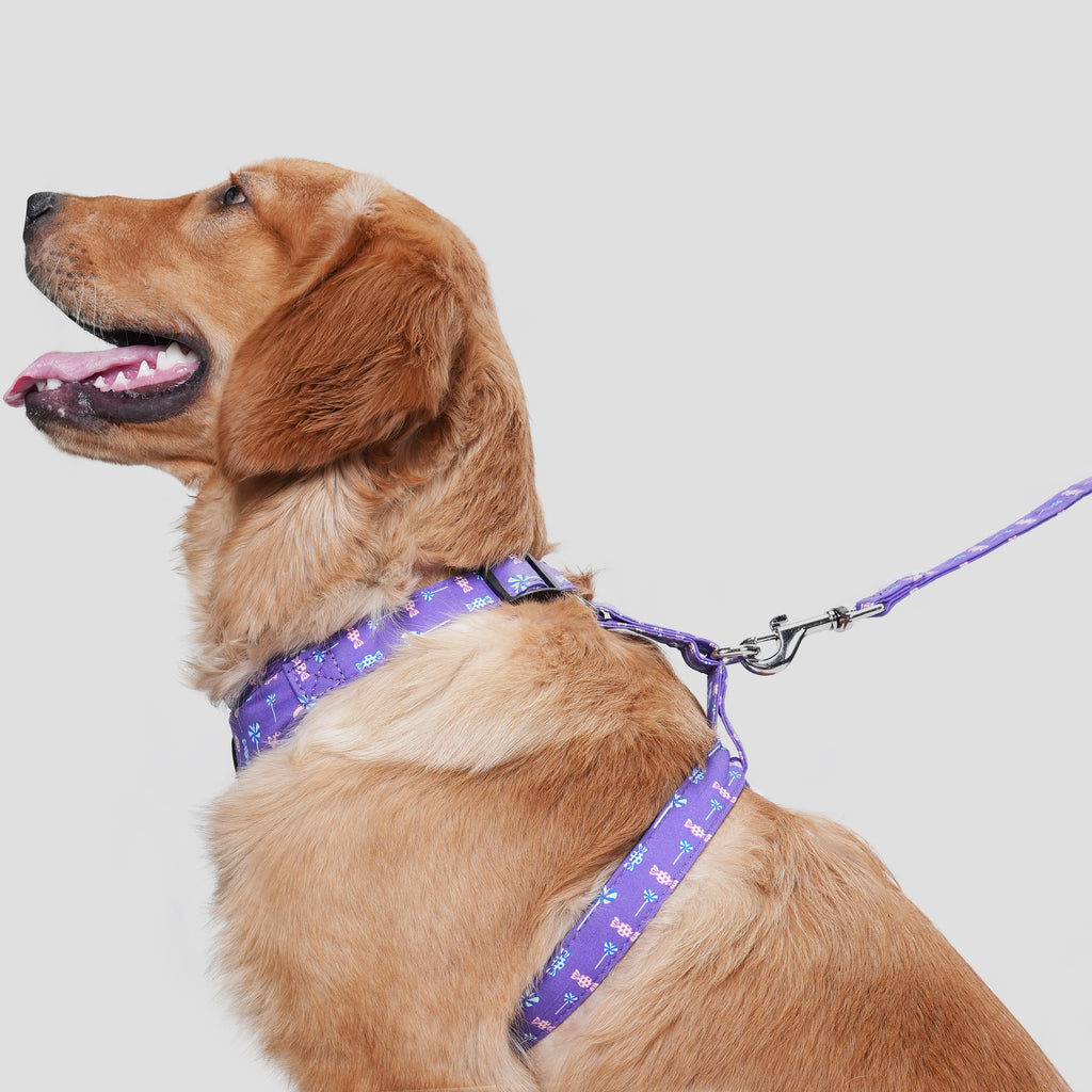 Adjustable No Pull Purple Dog Harness With Silver Lollipop dog wears the harness side