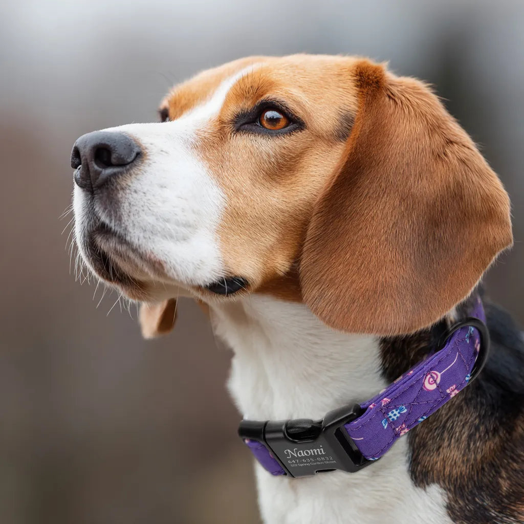 Dog wears Personalized Dog Collar Lollipop with Engraved Black