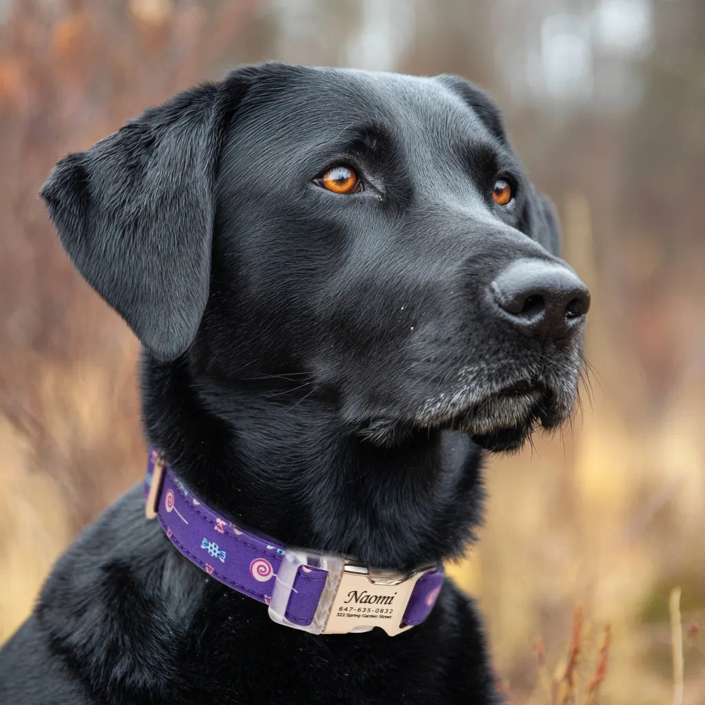 Dog wears Personalized Dog Collar Lollipop with Engraved Gold