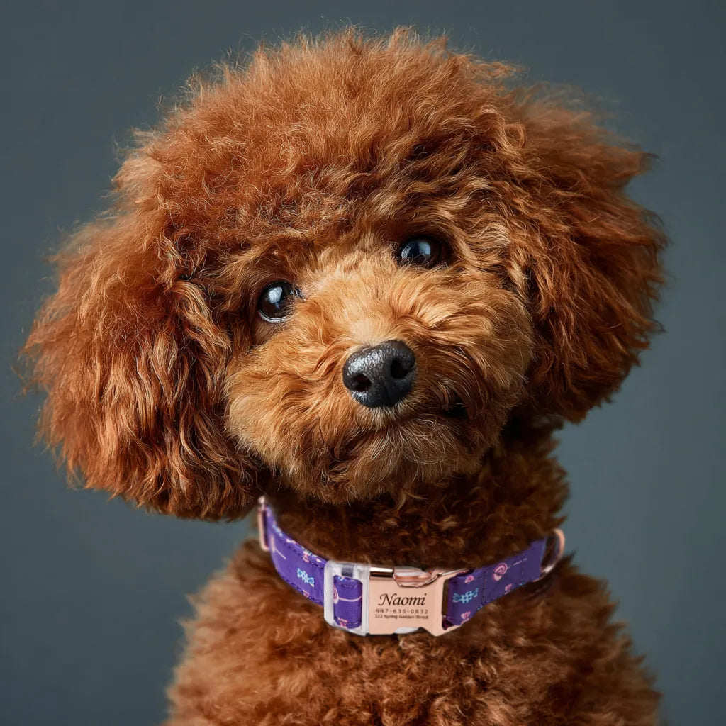 Dog wears Personalized Dog Collar Lollipop with Engraved Rose Gold